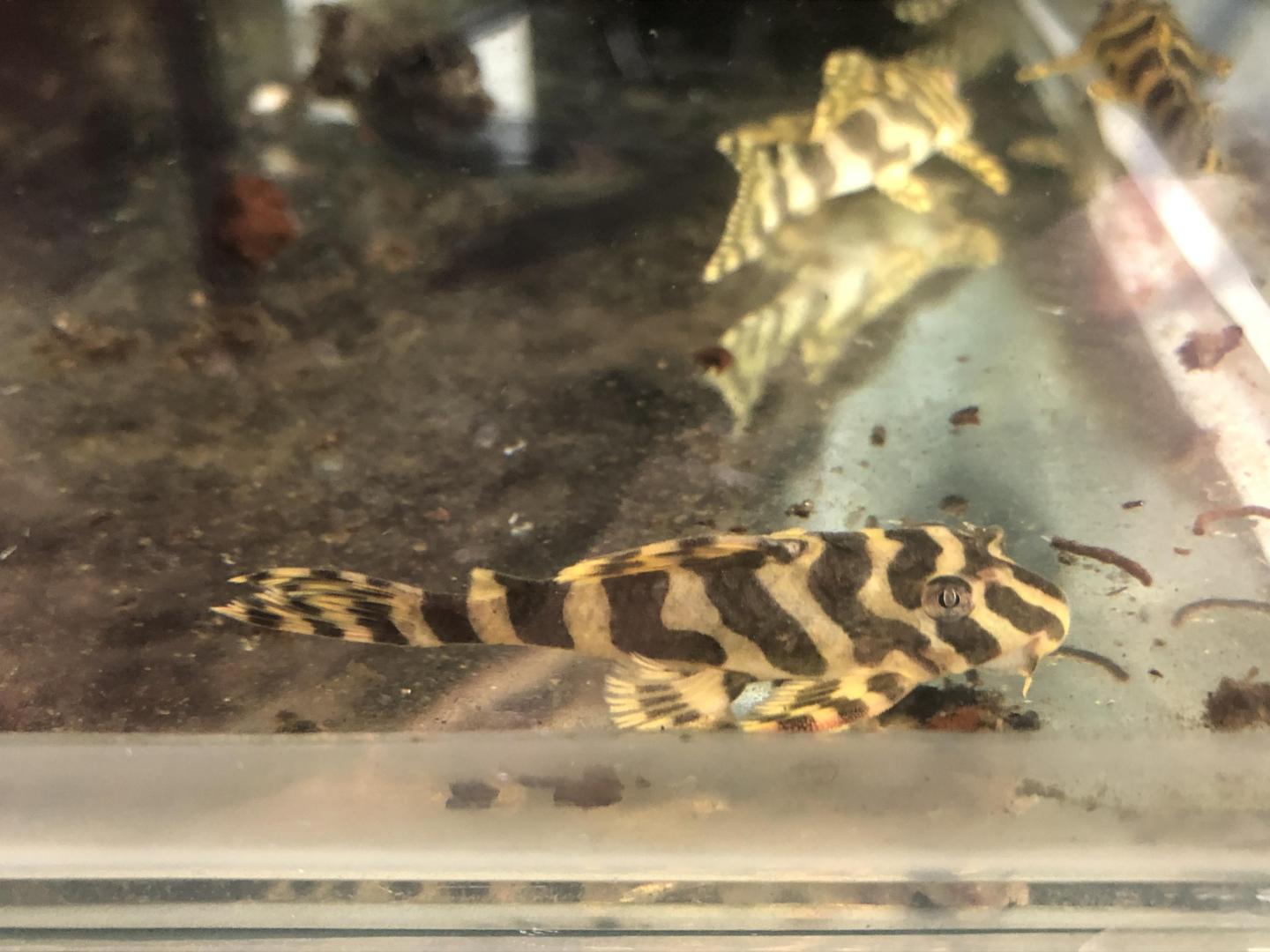buy-l134-leopard-frog-pleco-online-in-australia-point-pleco-aquariums